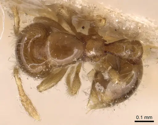 Solenopsis papuana specimen CASENT0904638 image casent0904638_1