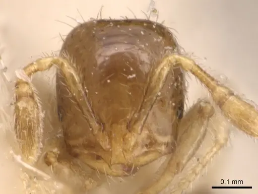 Solenopsis papuana specimen CASENT0904638 image casent0904638_2