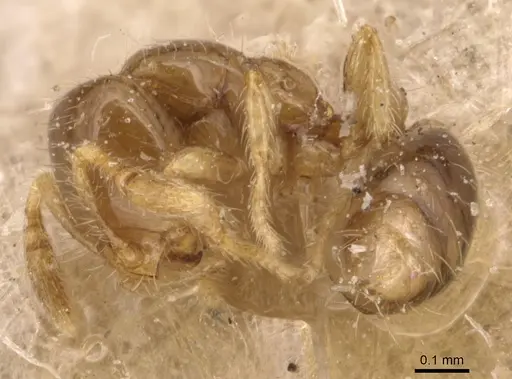 Solenopsis papuana specimen CASENT0904638 image casent0904638_3