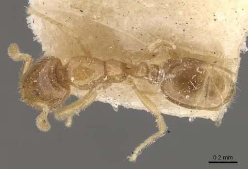 Solenopsis papuana specimen CASENT0908875 image casent0908875_1