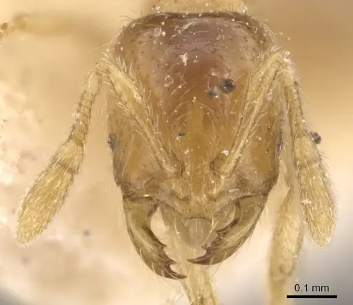 Solenopsis papuana specimen CASENT0908875 image casent0908875_2