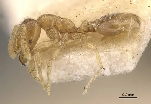 Solenopsis papuana specimen CASENT0908875 image casent0908875_3