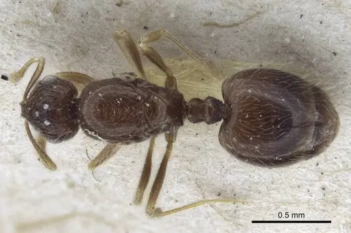 Solenopsis papuana specimen CASENT0916609 image casent0916609_1