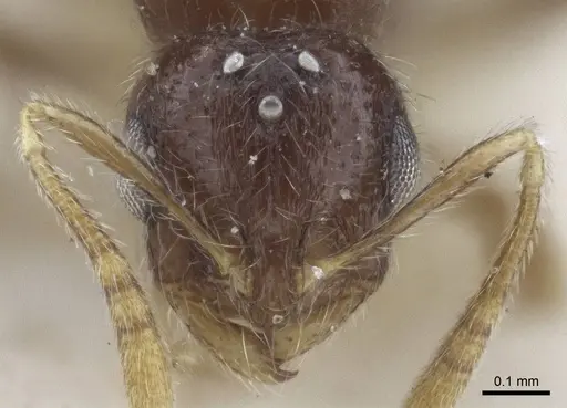 Solenopsis papuana specimen CASENT0916609 image casent0916609_2