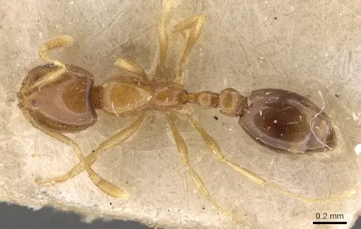 Solenopsis parva specimen CASENT0908810 image casent0908810_1