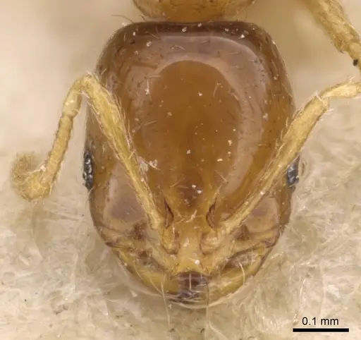 Solenopsis parva specimen CASENT0908810 image casent0908810_2