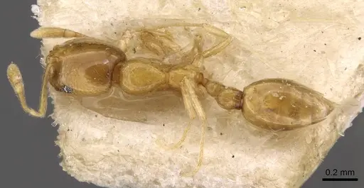 Solenopsis parva specimen CASENT0908811 image casent0908811_1