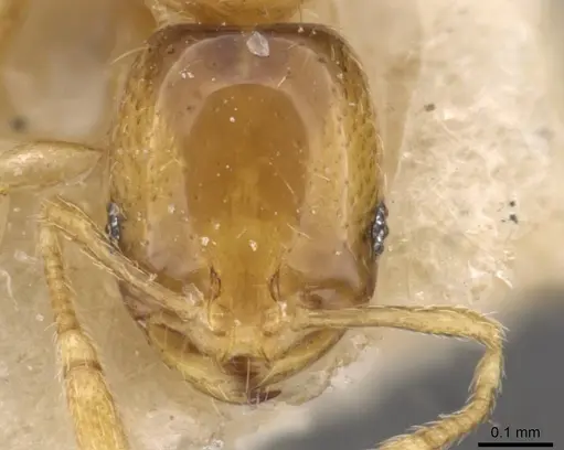 Solenopsis parva specimen CASENT0908811 image casent0908811_2