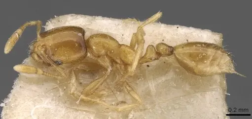 Solenopsis parva specimen CASENT0908811 image casent0908811_3