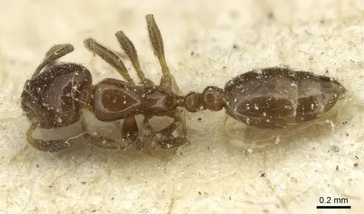 Solenopsis parva specimen CASENT0913875 image casent0913875_1