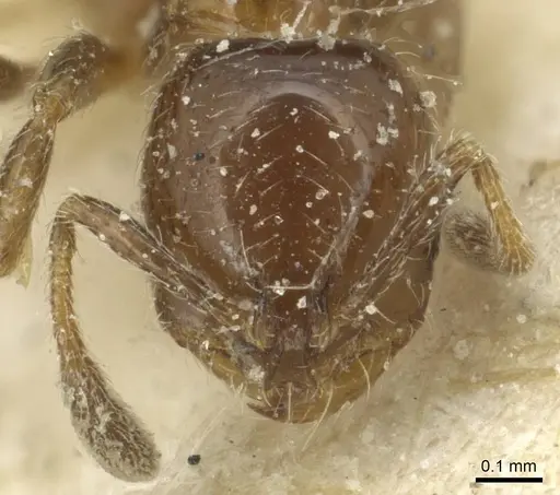 Solenopsis parva specimen CASENT0913875 image casent0913875_2