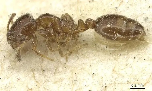 Solenopsis parva specimen CASENT0913875 image casent0913875_3