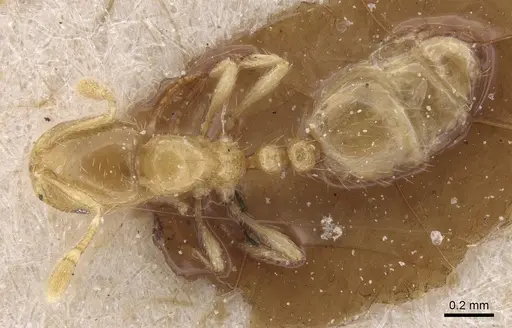 Solenopsis parva specimen CASENT0913890 image casent0913890_1
