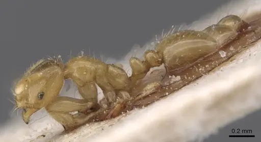 Solenopsis parva specimen CASENT0913890 image casent0913890_3