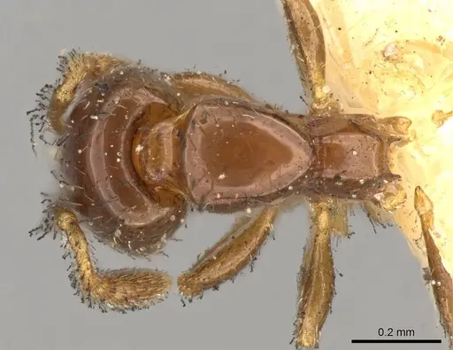 Solenopsis parva specimen CASENT0914176 image casent0914176_1