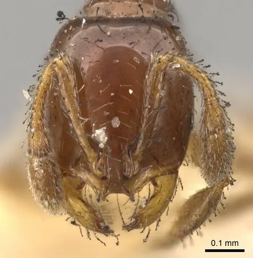 Solenopsis parva specimen CASENT0914176 image casent0914176_2