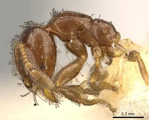 Solenopsis parva specimen CASENT0914176 image casent0914176_3
