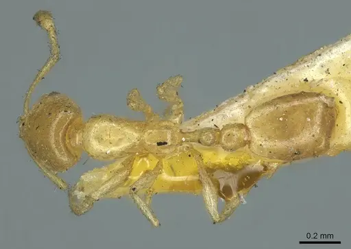 Solenopsis parva specimen CASENT0916028 image casent0916028_1