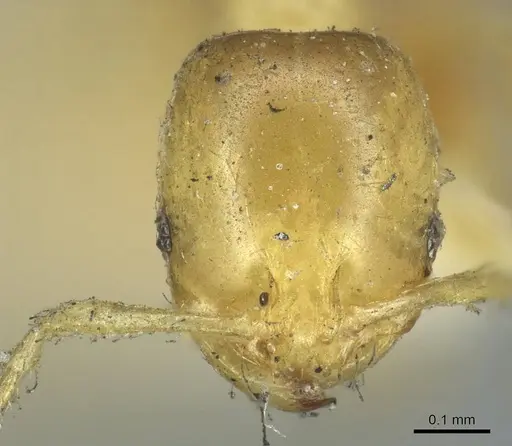 Solenopsis parva specimen CASENT0916028 image casent0916028_2