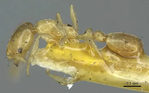 Solenopsis parva specimen CASENT0916028 image casent0916028_3