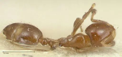 Solenopsis parva specimen FOCOL1894 image focol1894_1