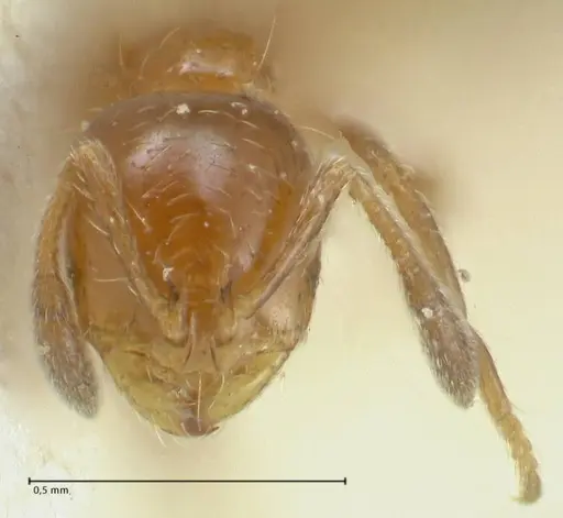 Solenopsis parva specimen FOCOL1894 image focol1894_2