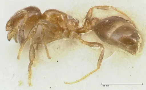 Solenopsis parva specimen FOCOL1894 image focol1894_3