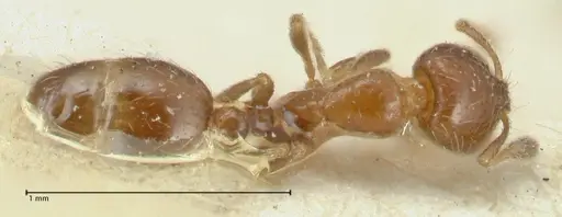 Solenopsis parva specimen FOCOL1895 image focol1895_1