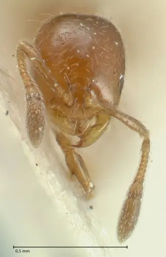 Solenopsis parva specimen FOCOL1895 image focol1895_2