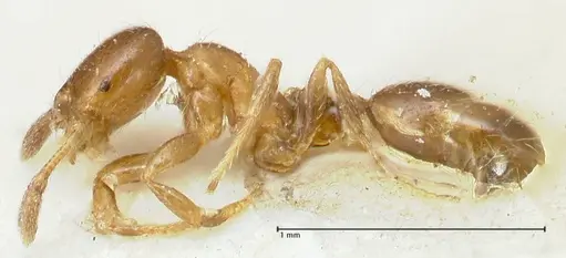 Solenopsis parva specimen FOCOL1895 image focol1895_3