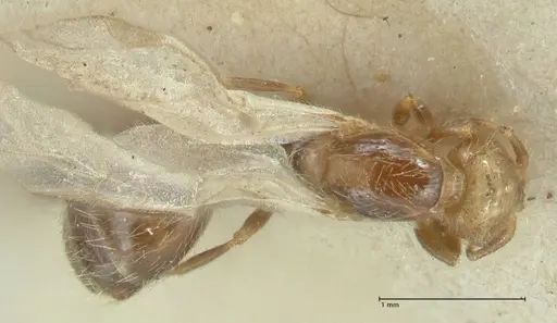 Solenopsis parva specimen FOCOL1896 image focol1896_1