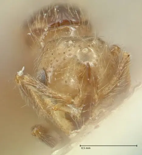 Solenopsis parva specimen FOCOL1896 image focol1896_2