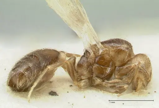 Solenopsis parva specimen FOCOL1896 image focol1896_3