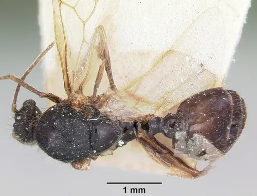 Solenopsis patagonica specimen CASENT0103220 image casent0103220_1