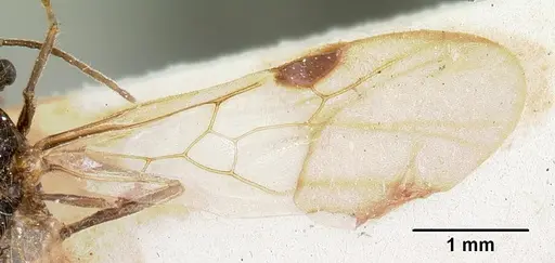 Solenopsis patagonica specimen CASENT0103220 image casent0103220_2