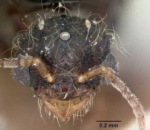 Solenopsis patagonica specimen CASENT0103220 image casent0103220_3