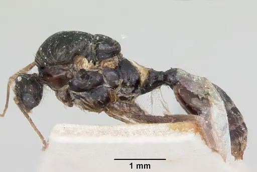 Solenopsis patagonica specimen CASENT0103220 image casent0103220_4