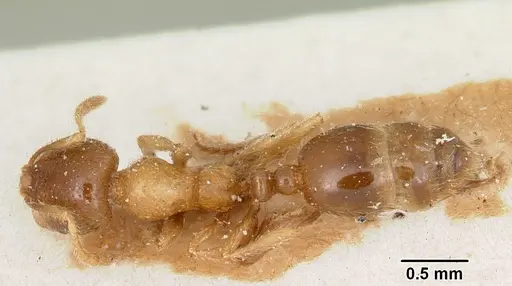 Solenopsis patagonica specimen CASENT0103221 image casent0103221_1