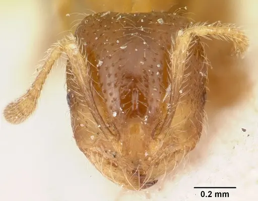 Solenopsis patagonica specimen CASENT0103221 image casent0103221_2