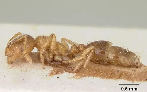 Solenopsis patagonica specimen CASENT0103221 image casent0103221_3