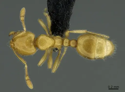 Solenopsis patagonica specimen CASENT0203300 image casent0203300_1