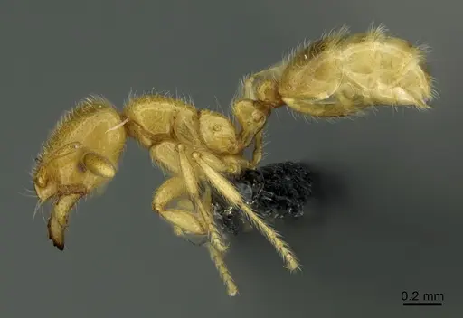 Solenopsis patagonica specimen CASENT0203300 image casent0203300_3