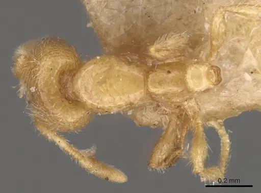 Solenopsis patagonica specimen CASENT0908841 image casent0908841_1