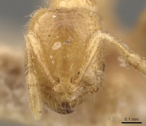 Solenopsis patagonica specimen CASENT0908841 image casent0908841_2