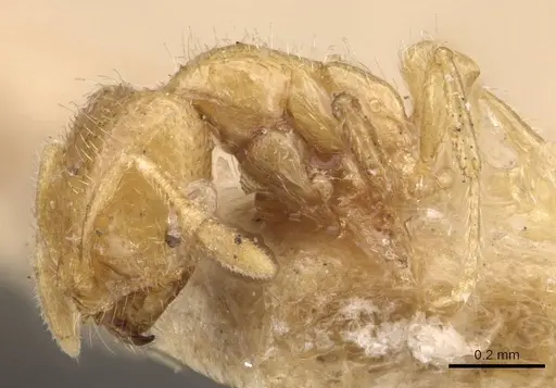 Solenopsis patagonica specimen CASENT0908841 image casent0908841_3