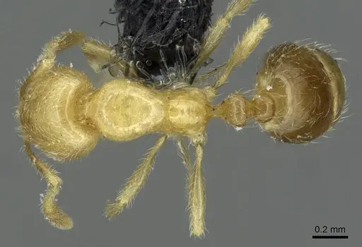 Solenopsis patagonica specimen CASENT0913915 image casent0913915_1