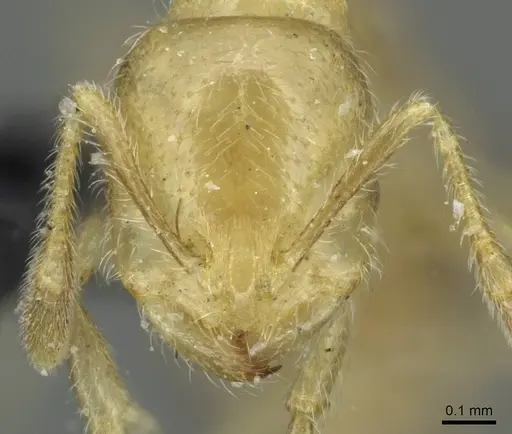 Solenopsis patagonica specimen CASENT0913915 image casent0913915_2