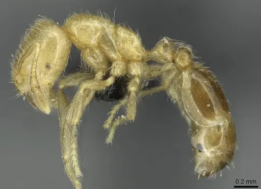 Solenopsis patagonica specimen CASENT0913915 image casent0913915_3