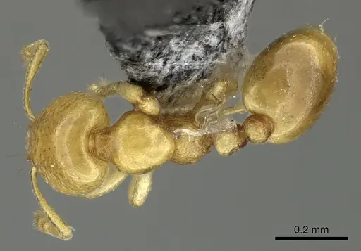 Solenopsis pawaensis specimen CASENT0199658 image casent0199658_1