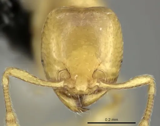 Solenopsis pawaensis specimen CASENT0199658 image casent0199658_2